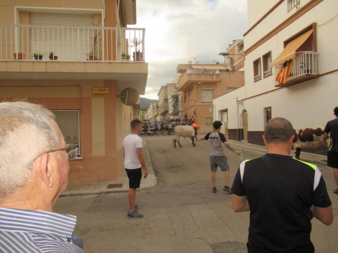 Jongeren dagen stieren uit – fotografie: Robert Castermans