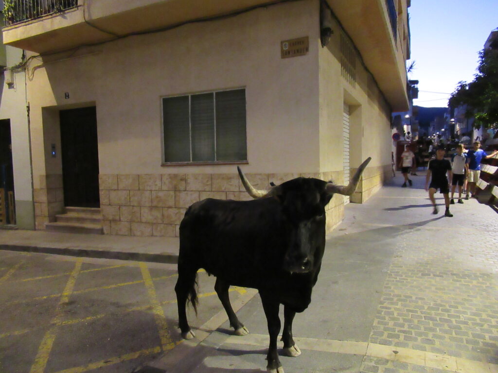 Robert Castermans oog in oog met een stier – fotografie: Robert Castermans